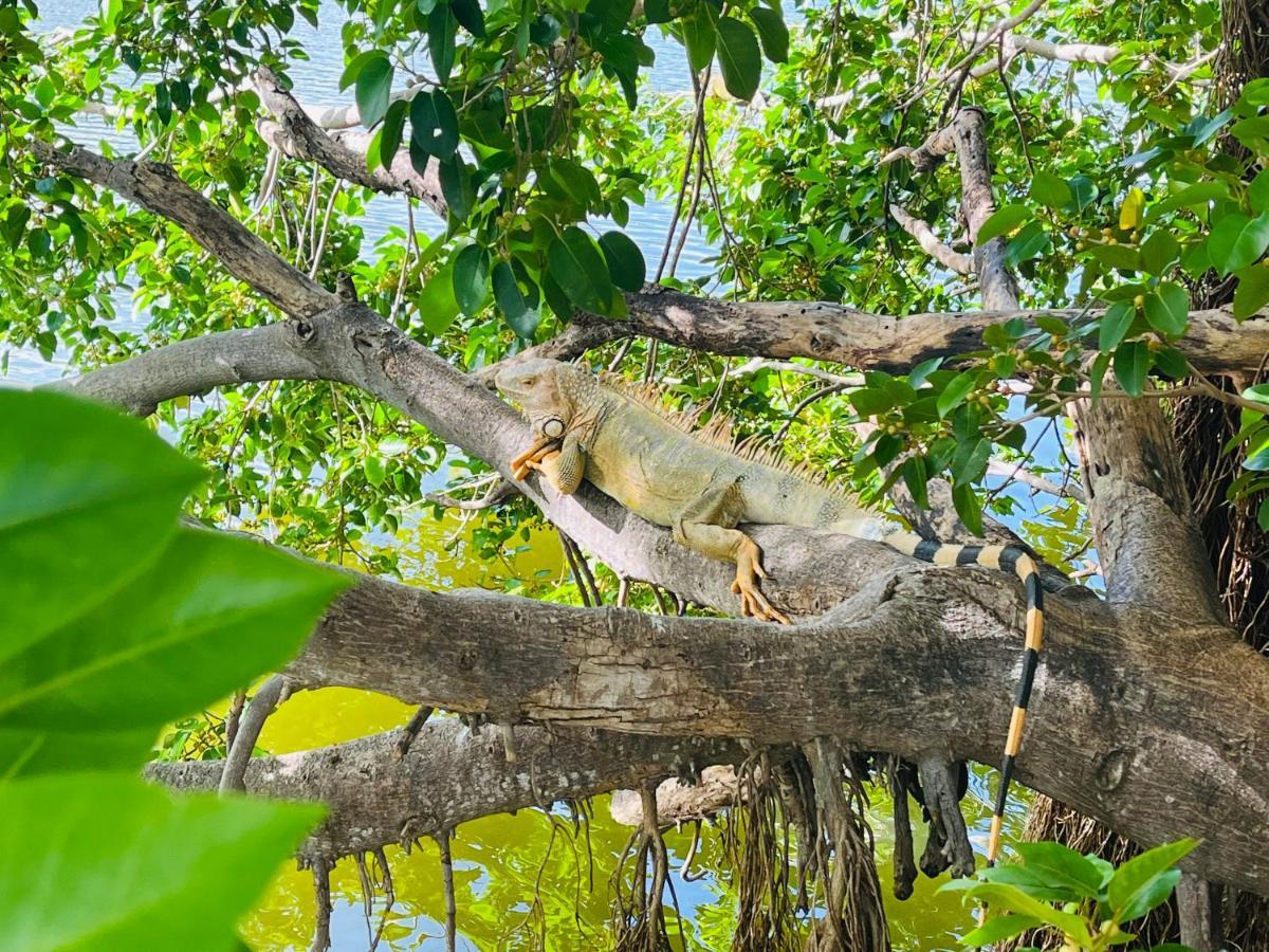 Anse MarcelEscale Caraibesアパートメント エクステリア 写真